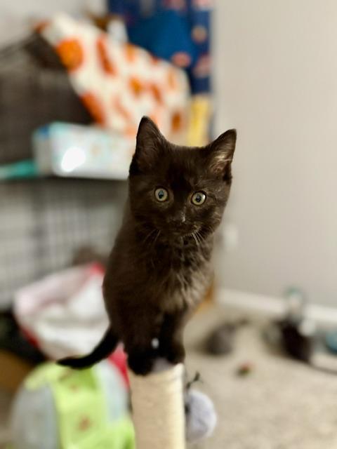 Enlarge Boom Overture, a ADOPTABLE Domestic Medium Hair in Johnsburg, IL image 3/3