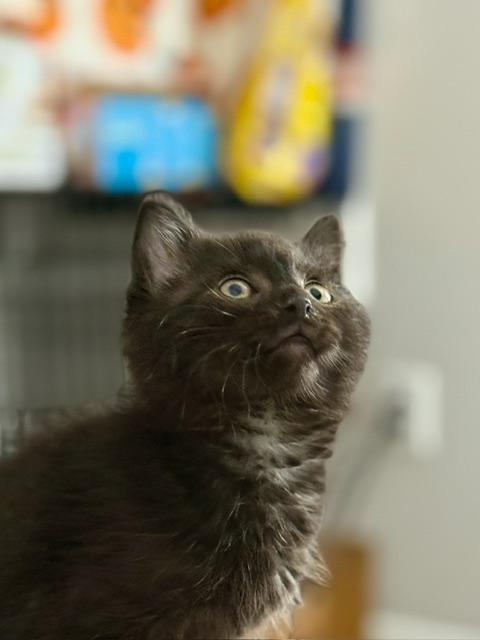 Enlarge Boom Overture, a ADOPTABLE Domestic Medium Hair in Johnsburg, IL image 2/3