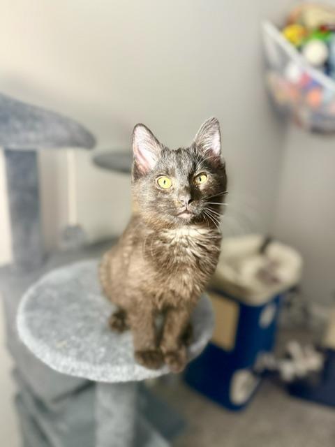 Boom Overture, ADOPTABLE, Young Male Domestic Medium Hair.