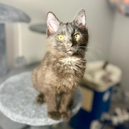 Enlarge Boom Overture, a ADOPTABLE Domestic Medium Hair in Johnsburg, IL image 1/3