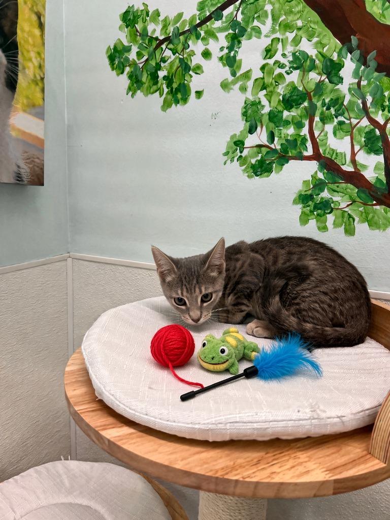 Pewter, Adoptable, Kitten Male Domestic Short Hair.