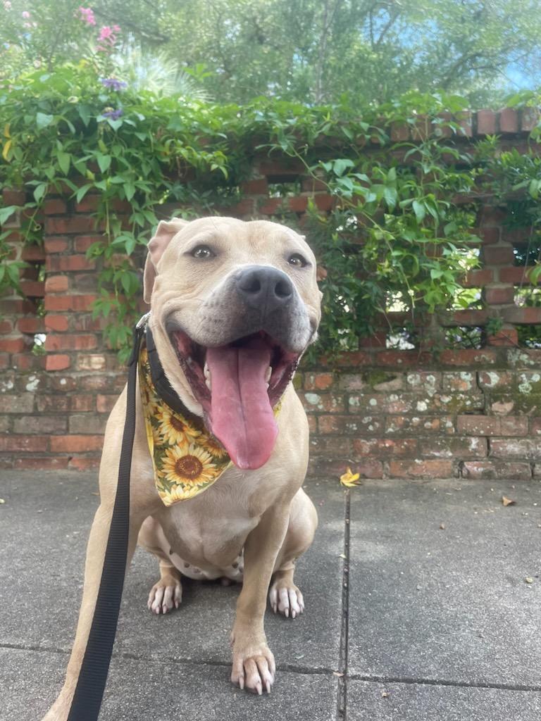Enlarge Jada, a Adoptable mixed breed in Wilmington, NC image 1/4