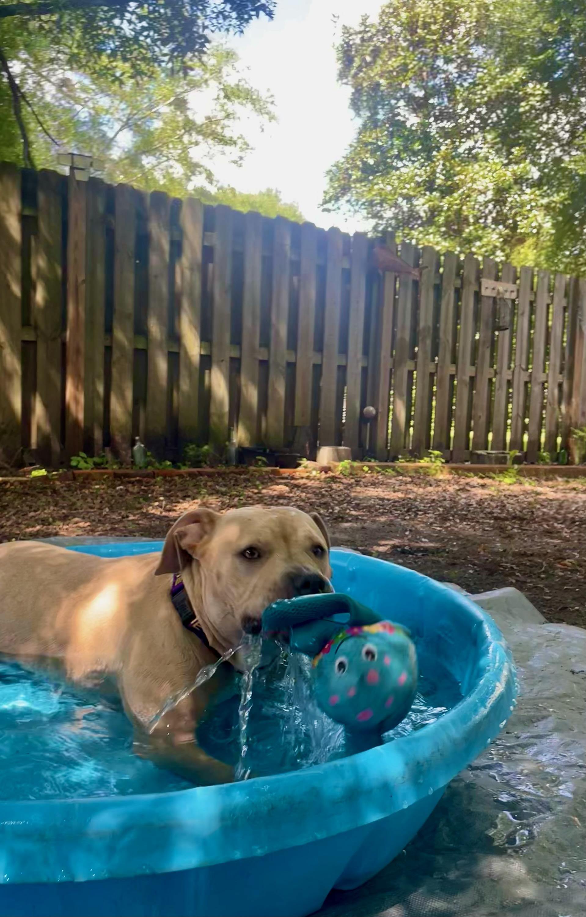Enlarge Jada, a Adoptable mixed breed in Wilmington, NC image 4/4