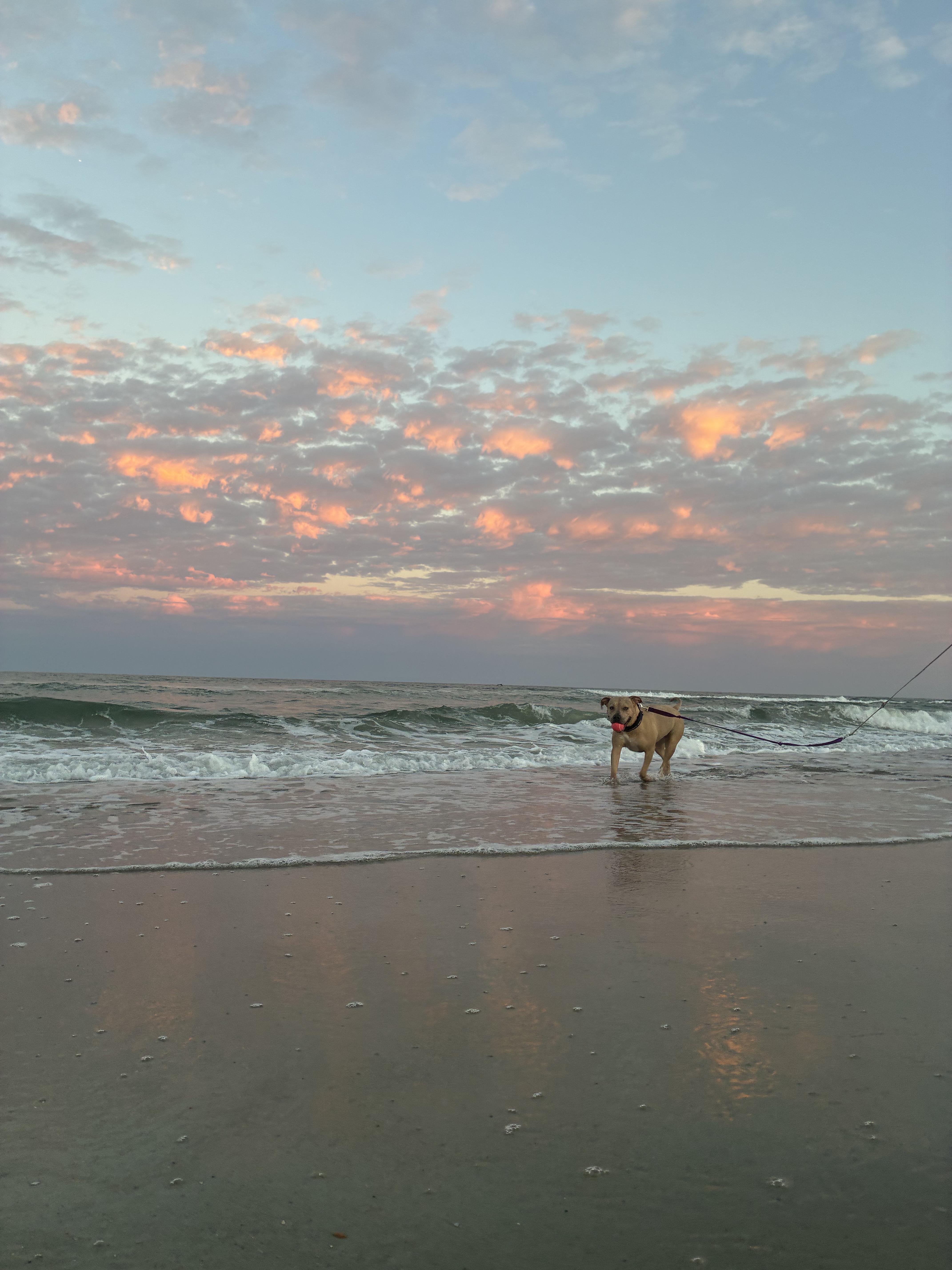 Enlarge Jada, a Adoptable mixed breed in Wilmington, NC image 3/4