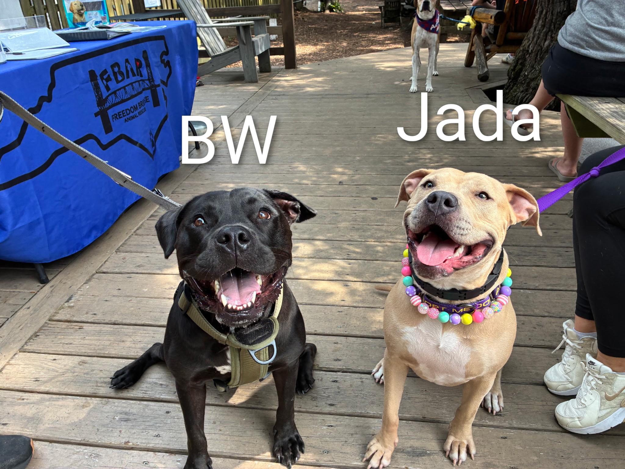 Enlarge Jada, a Adoptable mixed breed in Wilmington, NC image 2/4