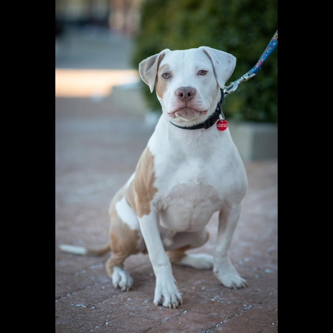 Enlarge Queso, a Adoptable mixed breed in Midlothian, VA image 3/6
