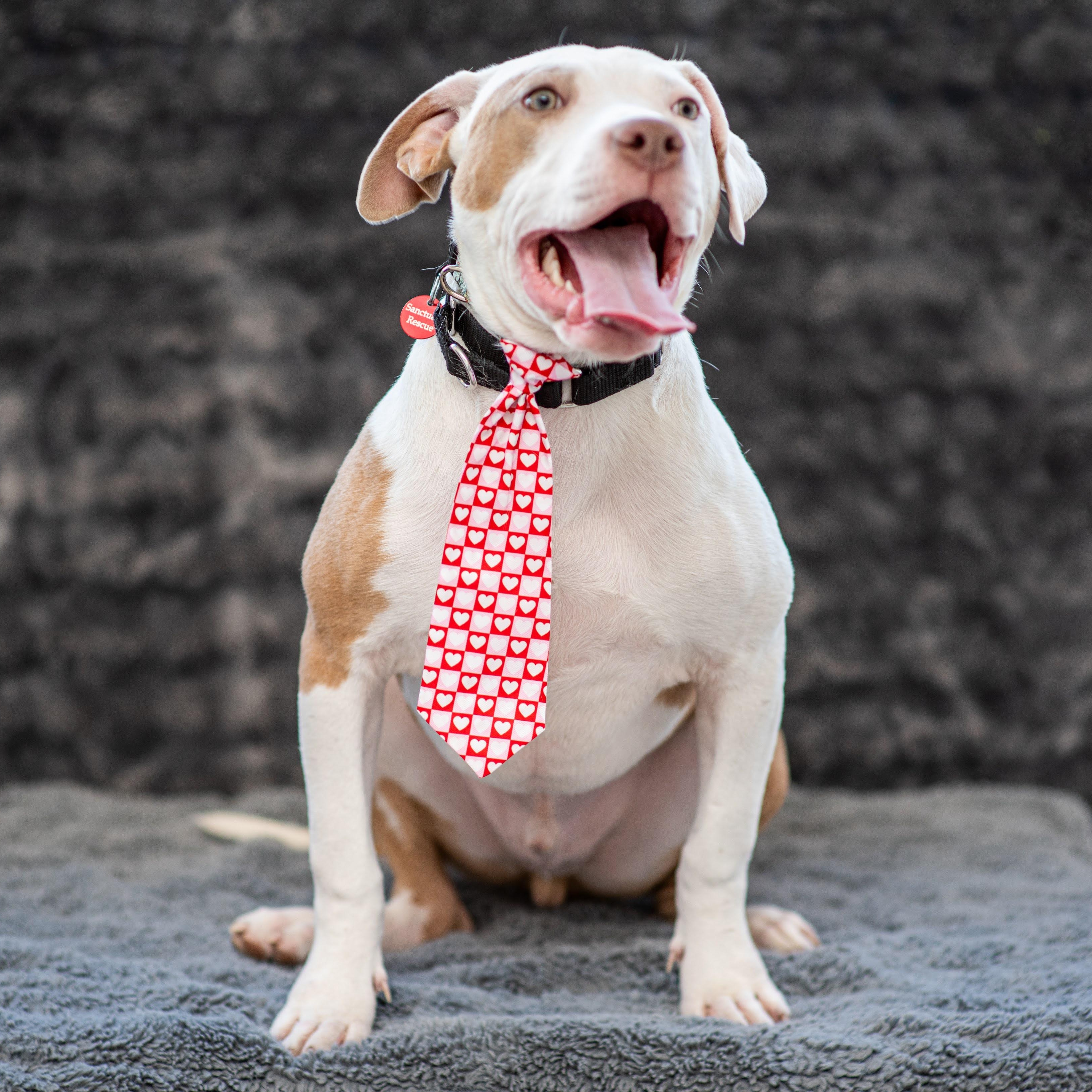 Enlarge Queso, a Adoptable mixed breed in Midlothian, VA image 2/6