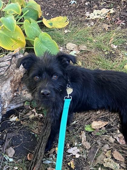 Coltrane, Adoptable, Adult Male Schnauzer.