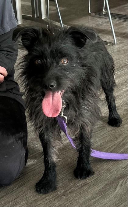 Coltrane, a Adoptable mixed breed in Downers Grove, IL image 3/6