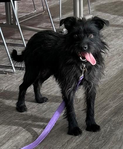 Coltrane, a Adoptable mixed breed in Downers Grove, IL image 6/6