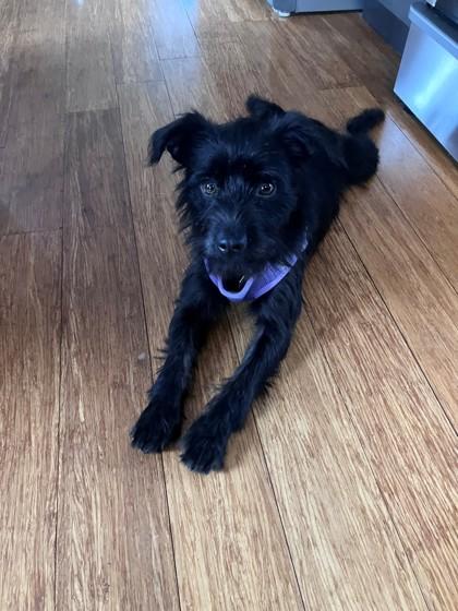 Coltrane, a Adoptable mixed breed in Downers Grove, IL image 2/3