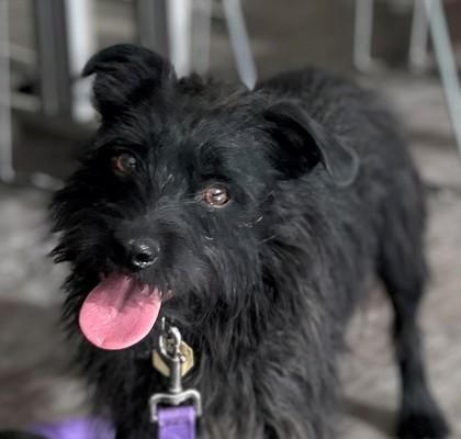 Coltrane, Adoptable, Adult Male Schnauzer.