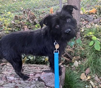 Coltrane, Adoptable, Adult Male Schnauzer.