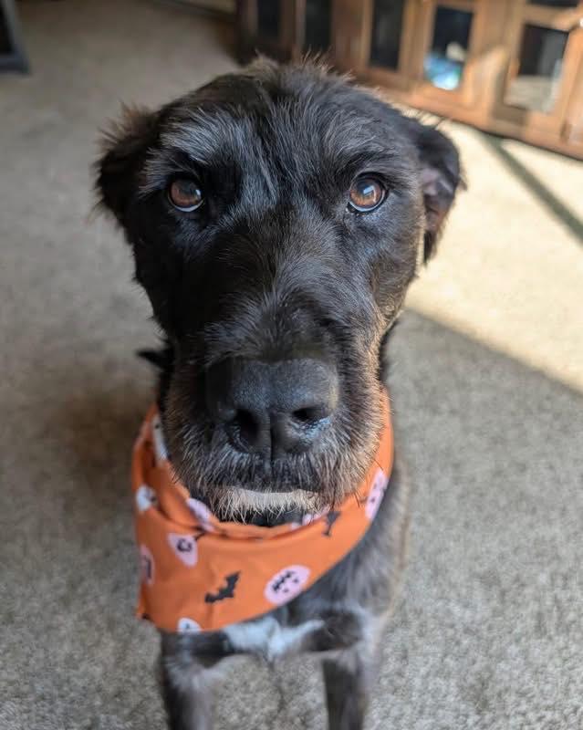 Stella, ADOPTABLE, Adult Female Poodle & Coonhound.