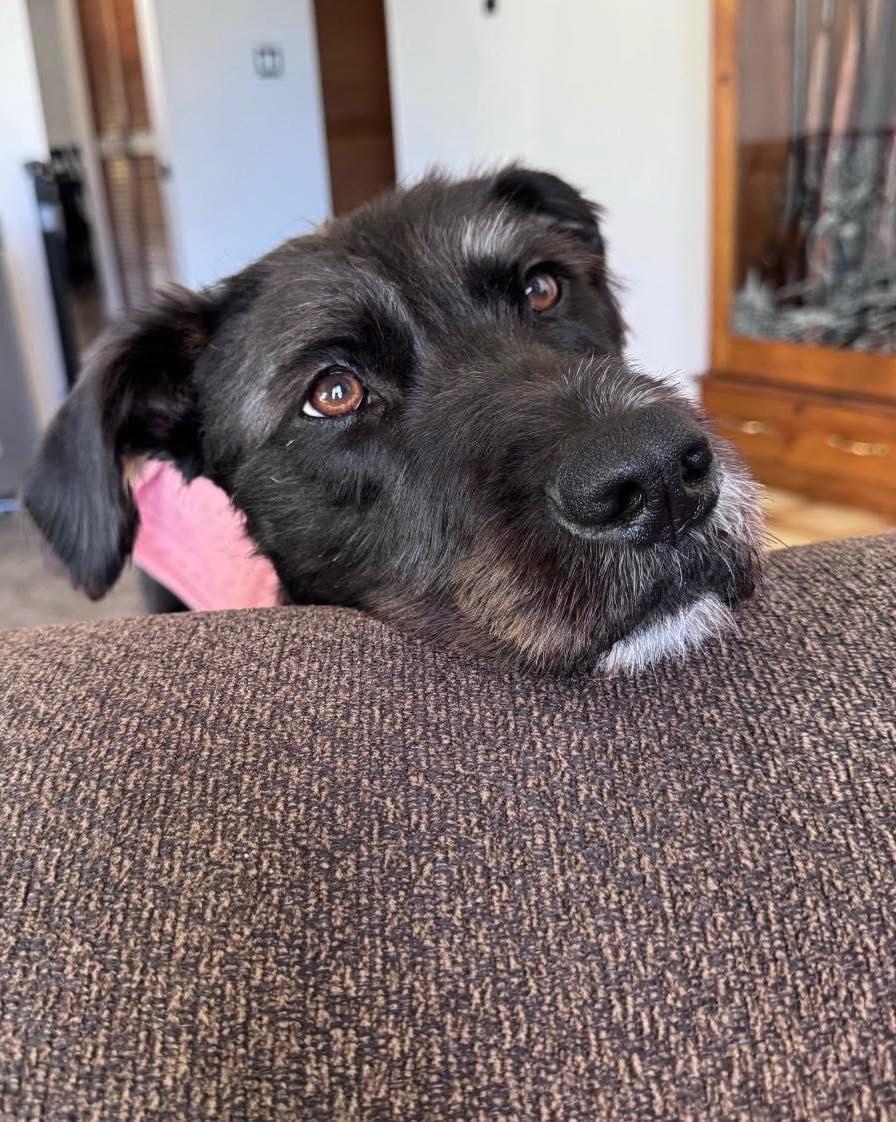 Enlarge Stella, a ADOPTABLE mixed breed in Youngstown, OH image 2/2