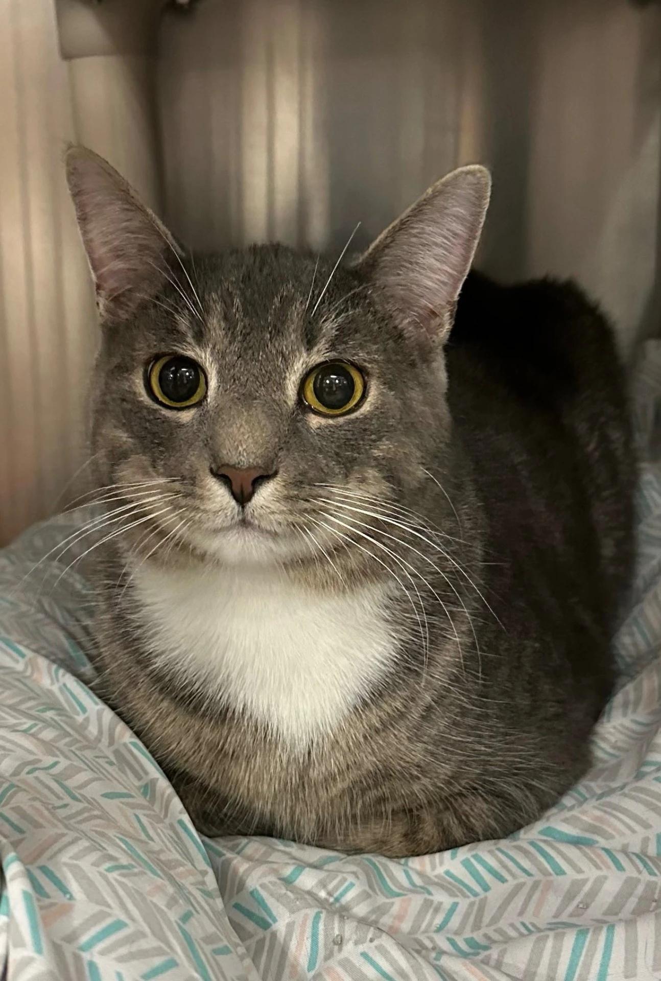 Axel, ADOPTABLE, Young Male Domestic Short Hair.