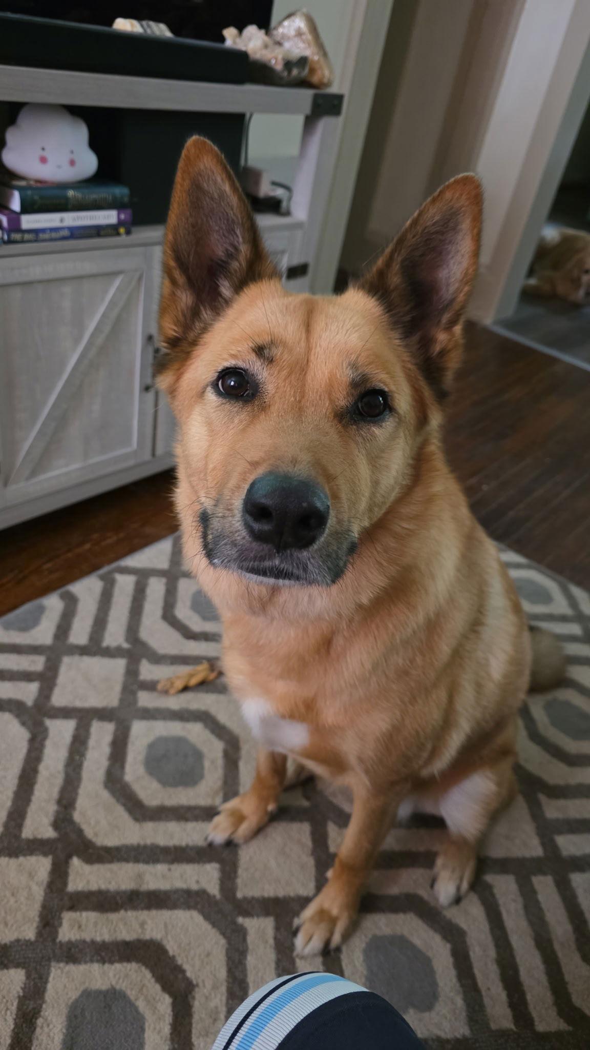 Ruth, a Adoptable Shepherd in Berwick, PA image 1/3