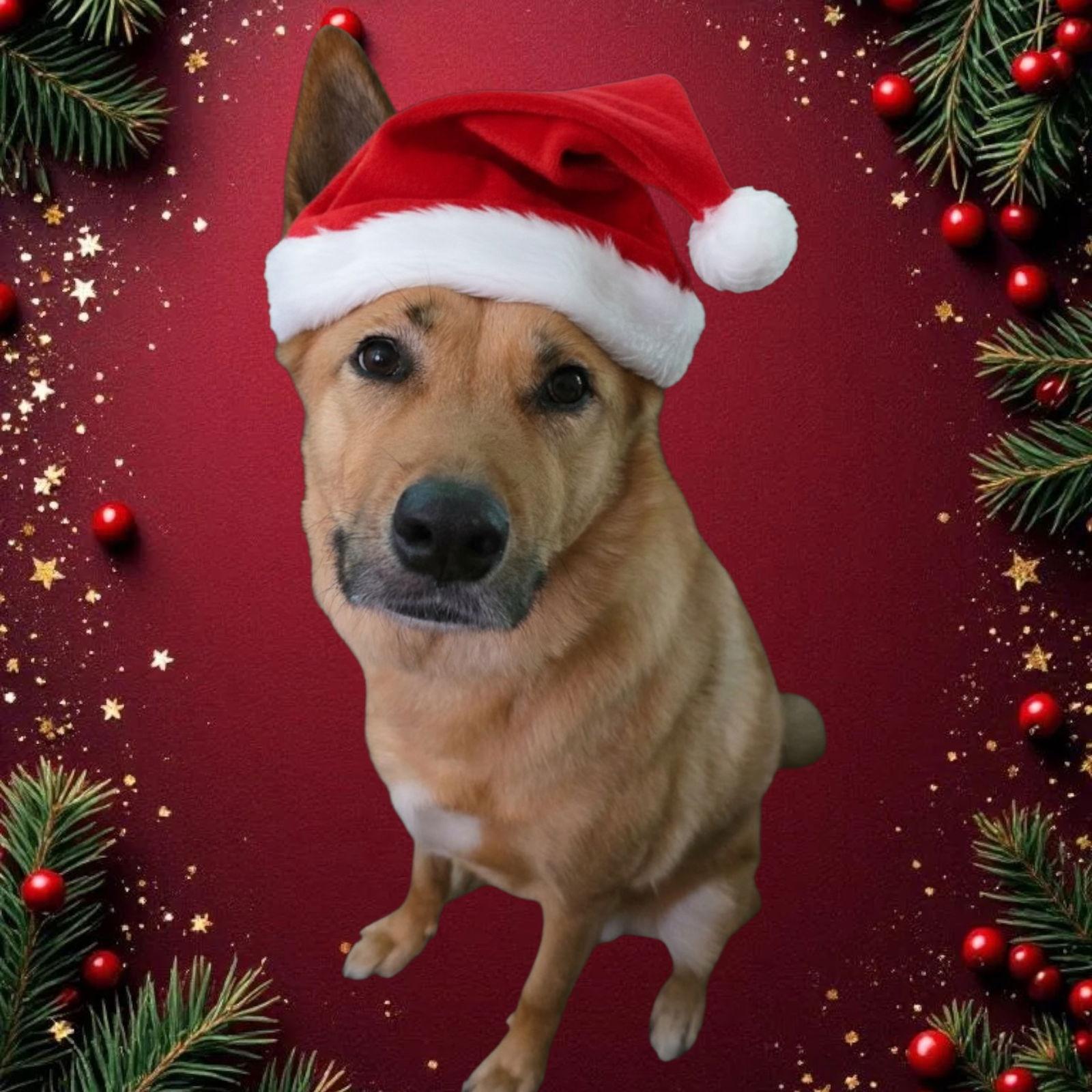 Ruth, a Adoptable Shepherd in Berwick, PA image 3/3