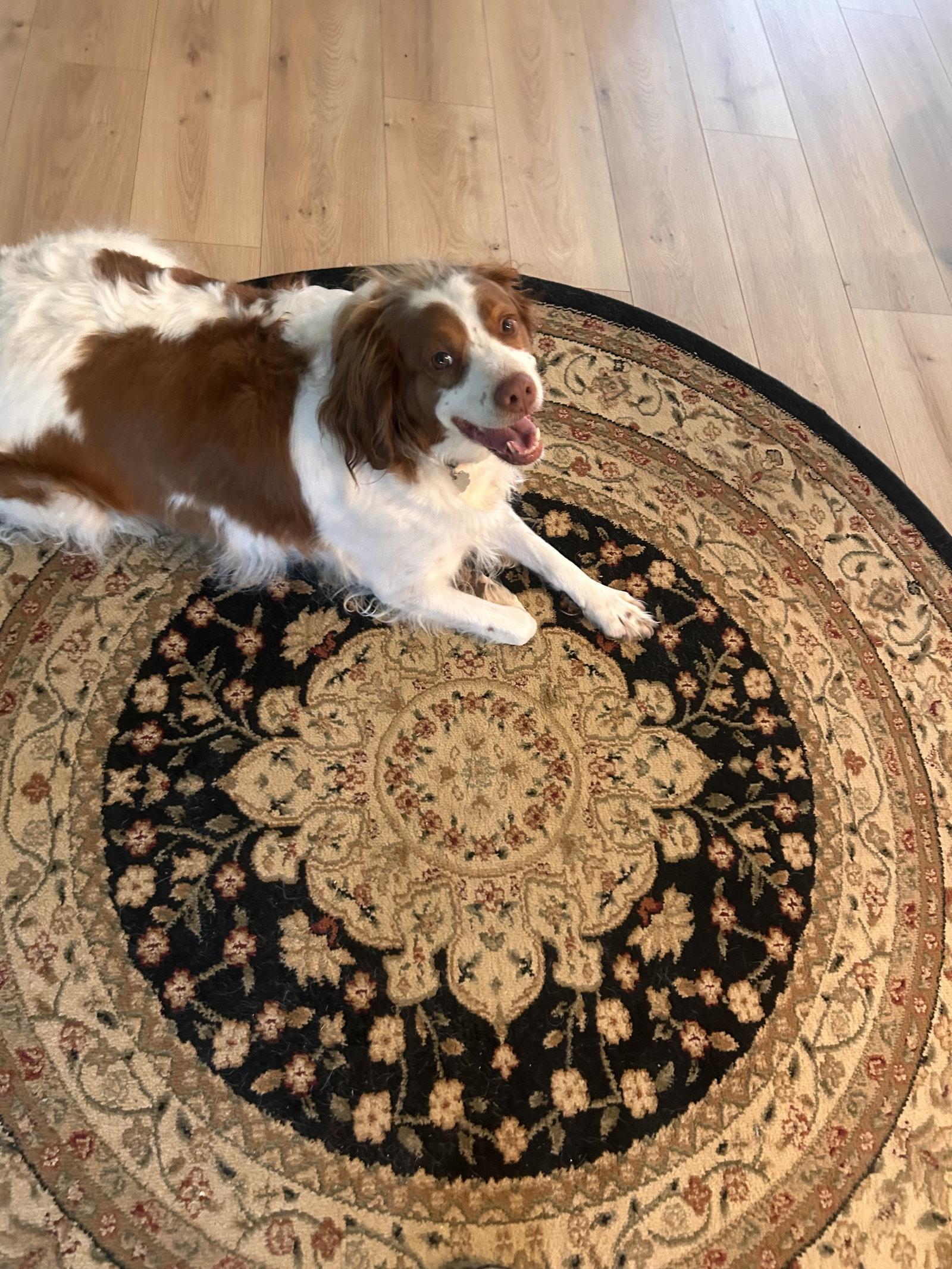TN/Abigale (Abby), a Adopted Brittany Spaniel in Baldwinsville, NY image 1/3