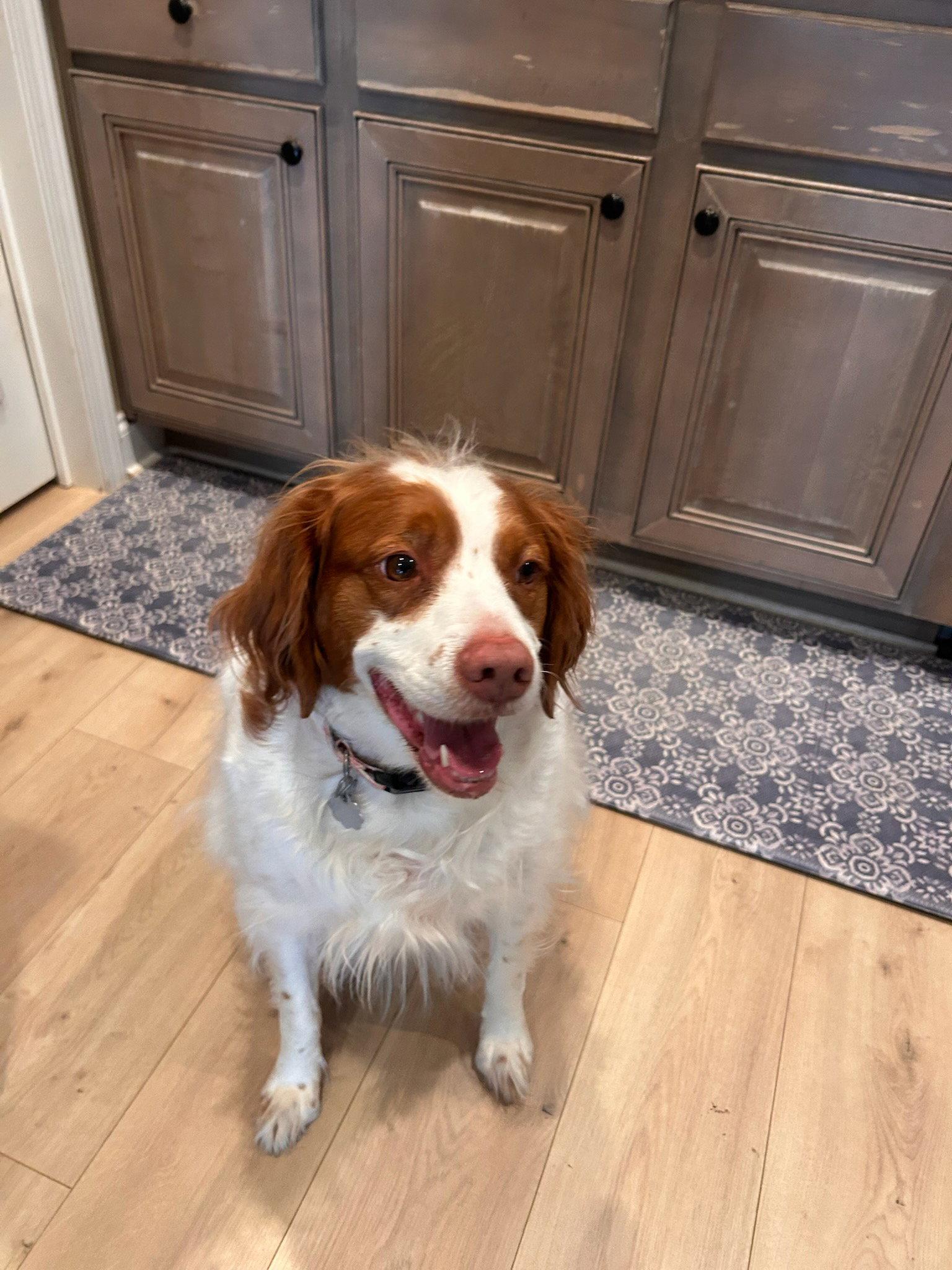 TN/Abigale (Abby), a Adopted Brittany Spaniel in Baldwinsville, NY image 2/3