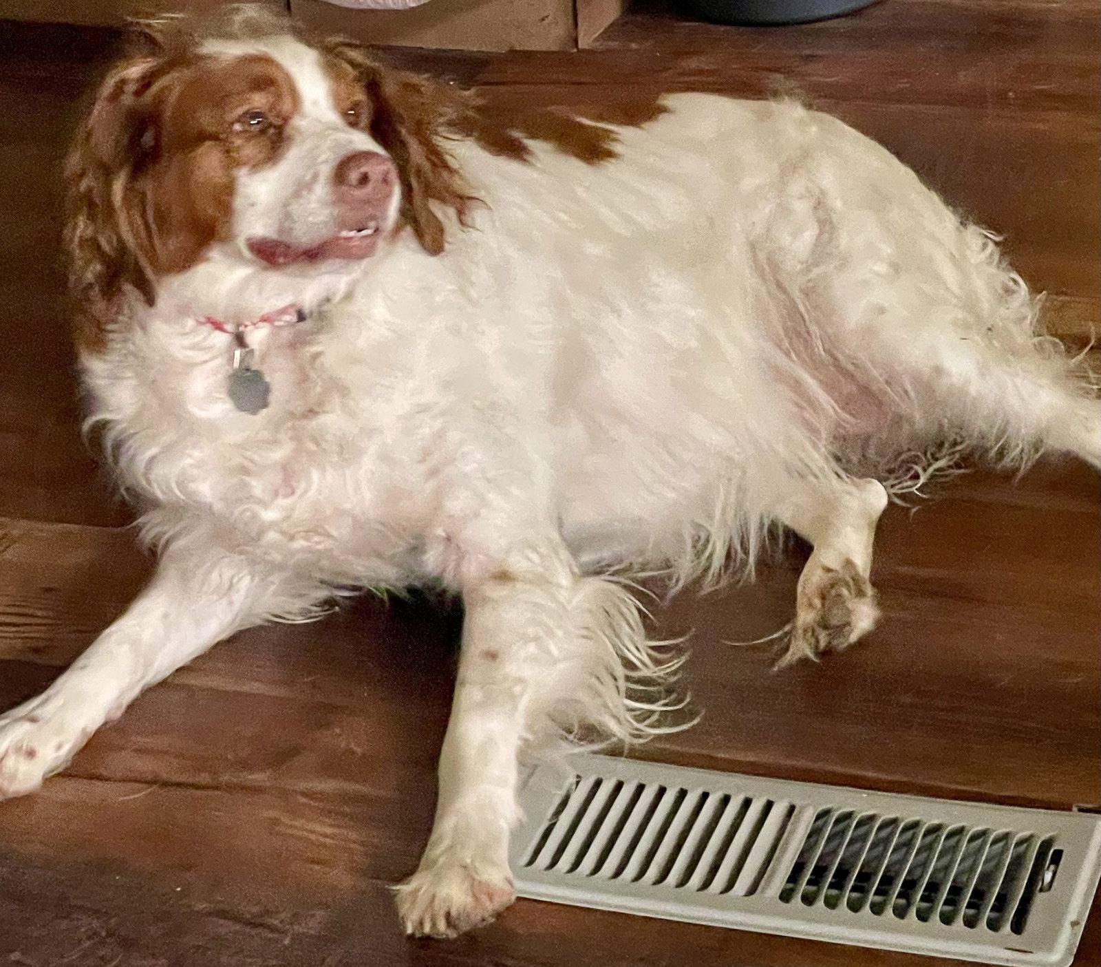 TN/Abigale (Abby), a Adopted Brittany Spaniel in Baldwinsville, NY image 3/3