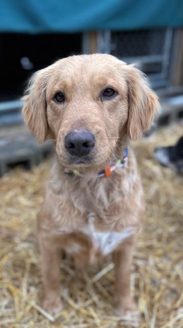 February, ADOPTABLE, Adult Female Golden Retriever.