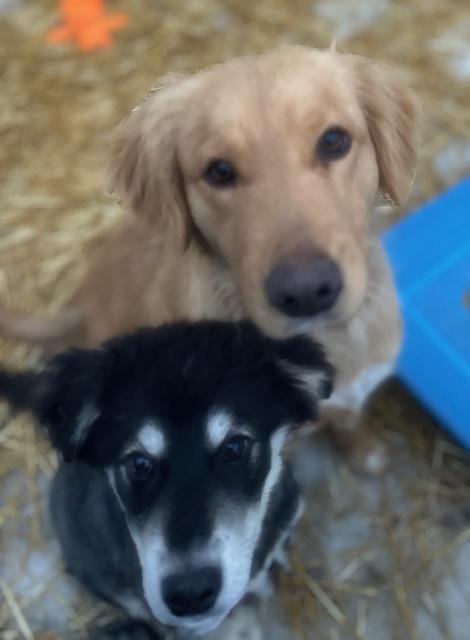 February, a ADOPTABLE mixed breed in CHURCHVILLE, NY image 2/3