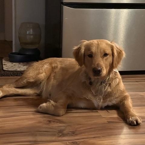 February, a ADOPTABLE mixed breed in CHURCHVILLE, NY image 3/3