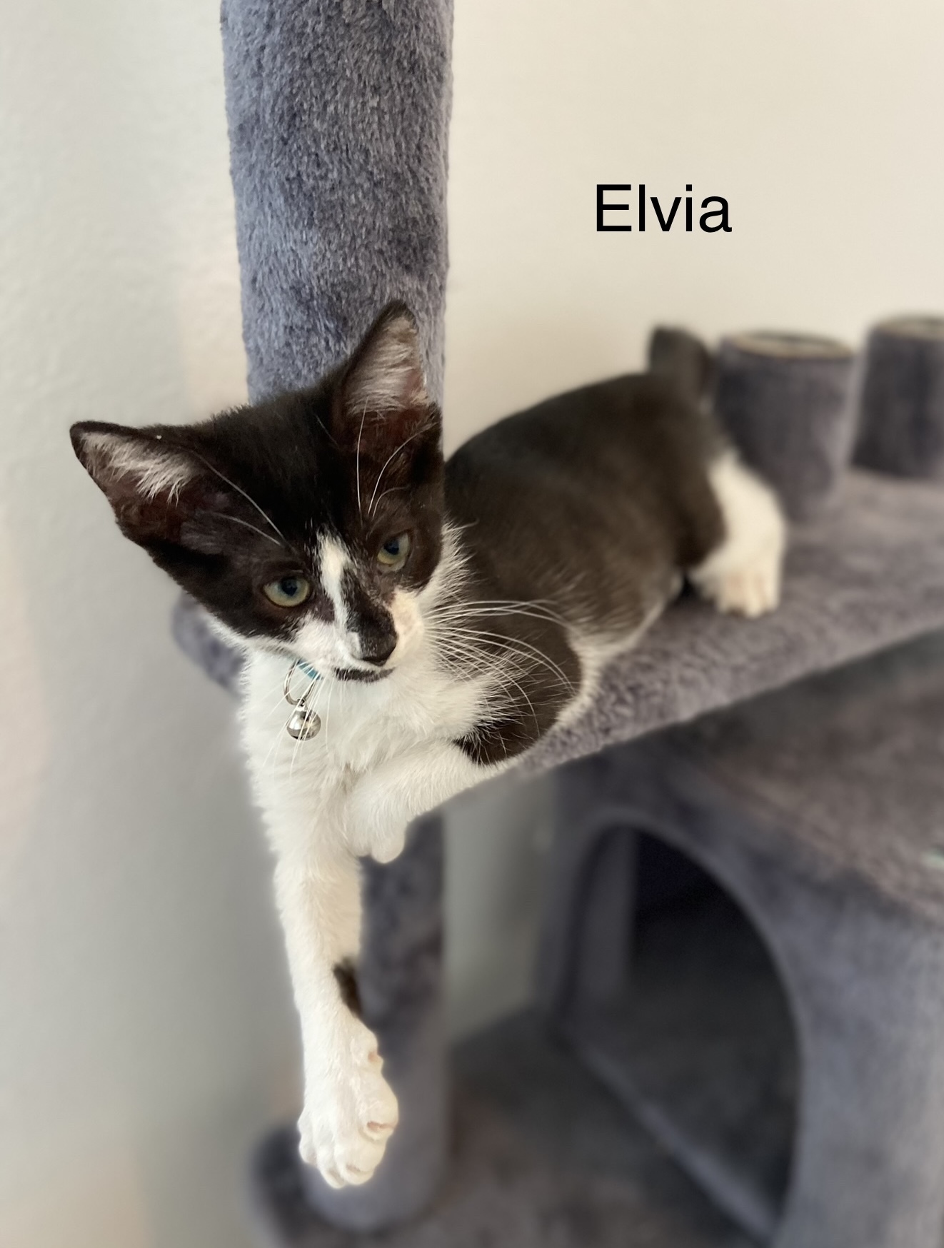 Elvia photo 2