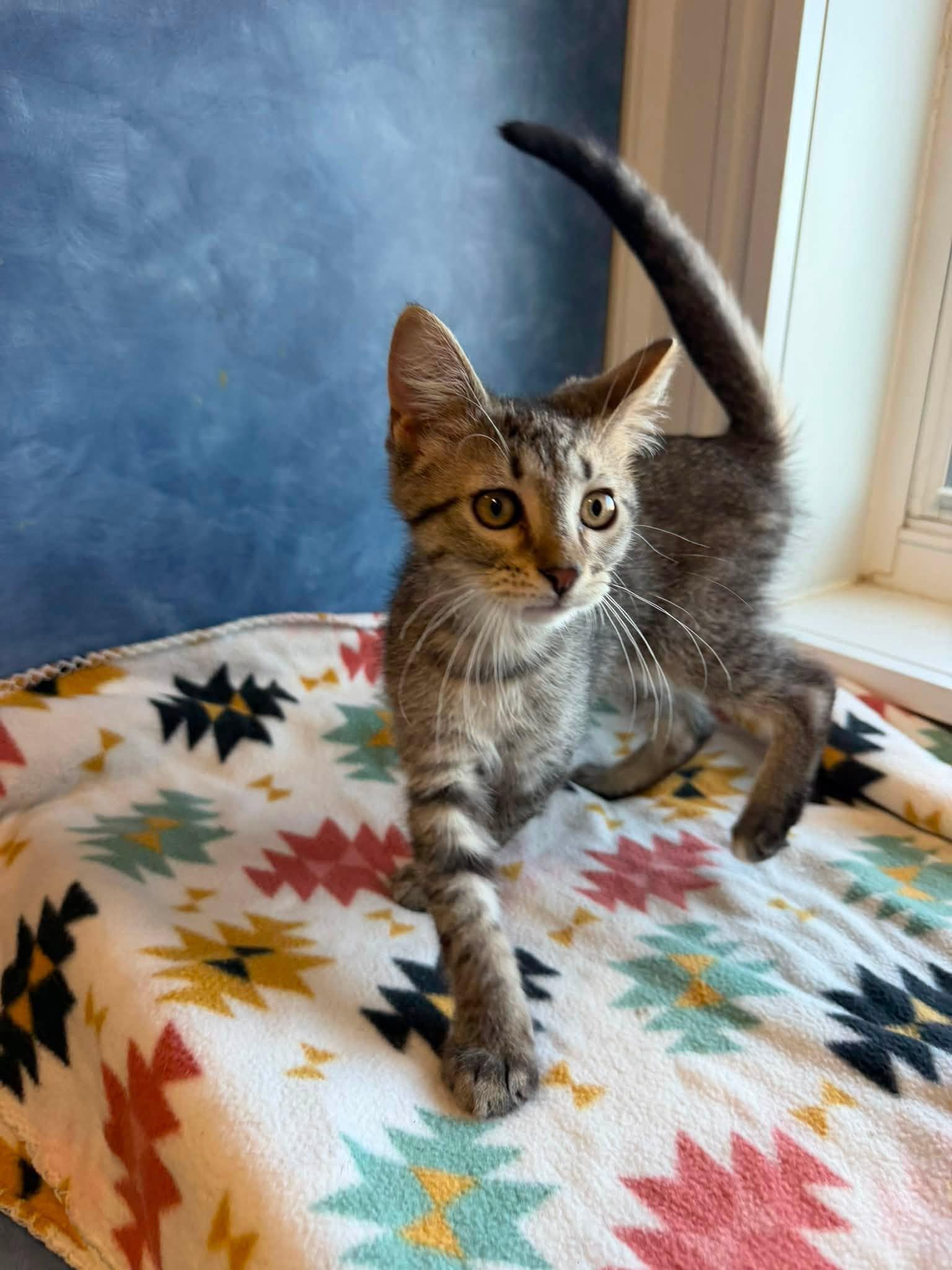 Jeff, ADOPTABLE, Young Male Domestic Short Hair.