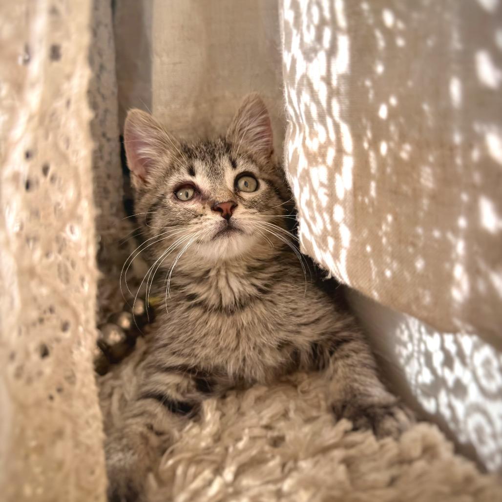 Enlarge Jeff, a ADOPTABLE Domestic Short Hair in Clinton, IL image 1/1