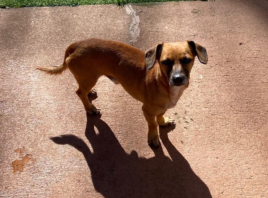Carl, a Adoptable mixed breed in Woodstock, GA image 1/3