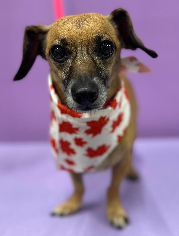 Enlarge Carl, a Adoptable mixed breed in Woodstock, GA image 1/4