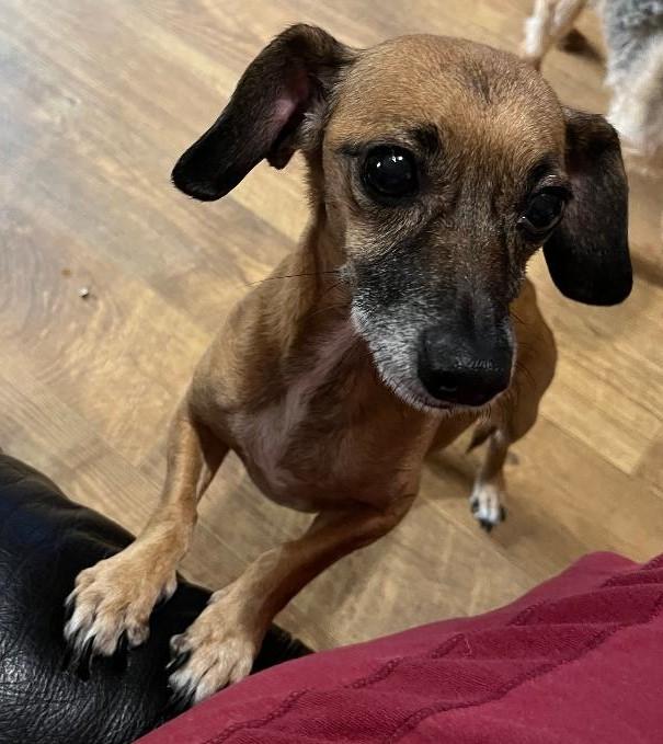 Carl, a Adoptable mixed breed in Woodstock, GA image 2/3