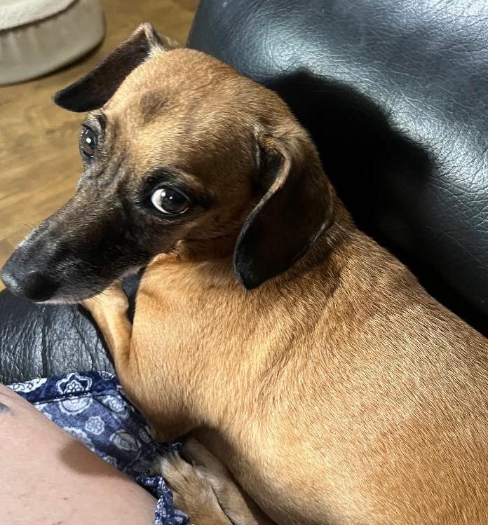 Carl, a Adoptable mixed breed in Woodstock, GA image 3/3