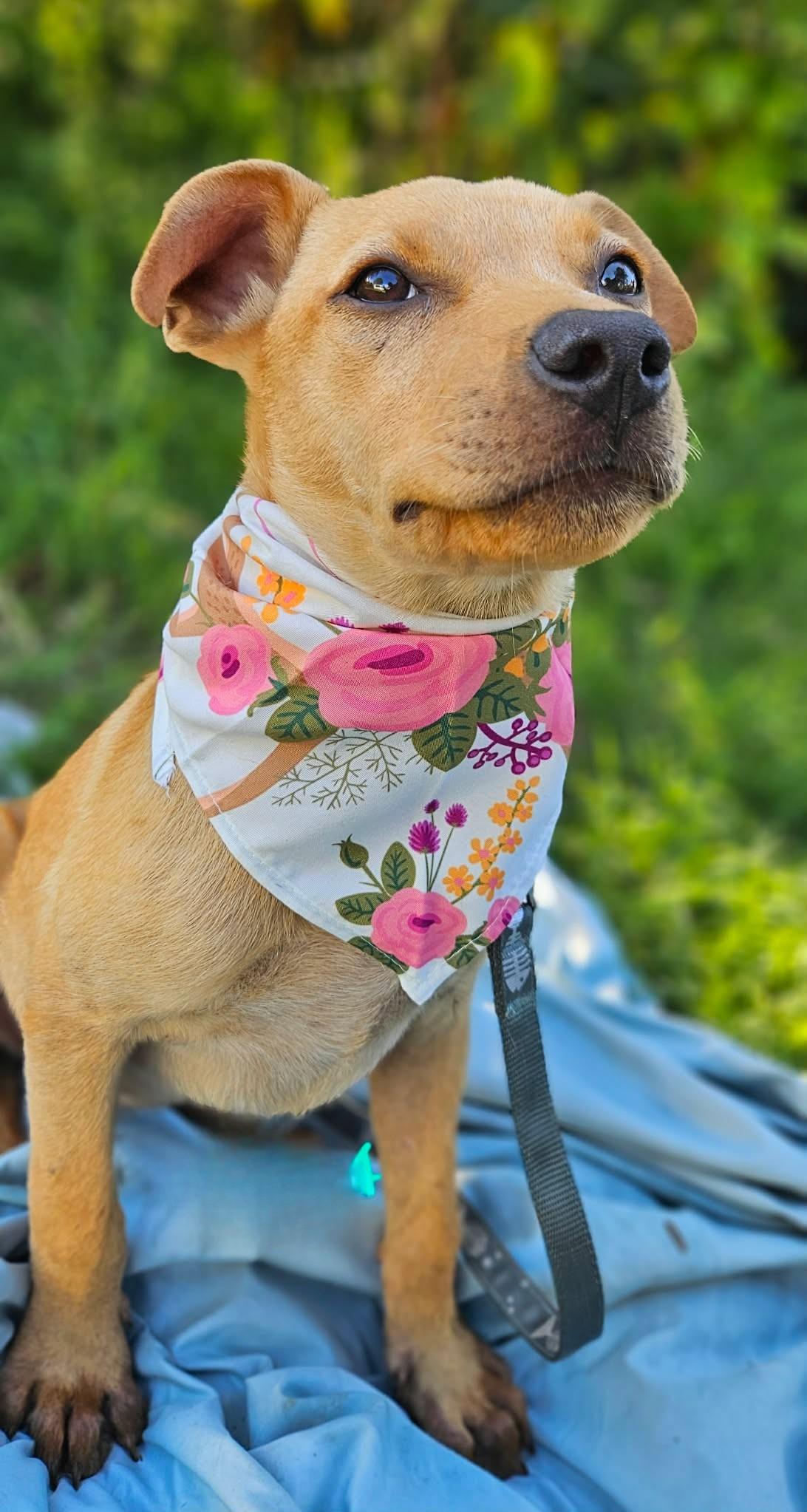 Meera, a ADOPTABLE Mixed Breed in Northwood, NH image 3/3