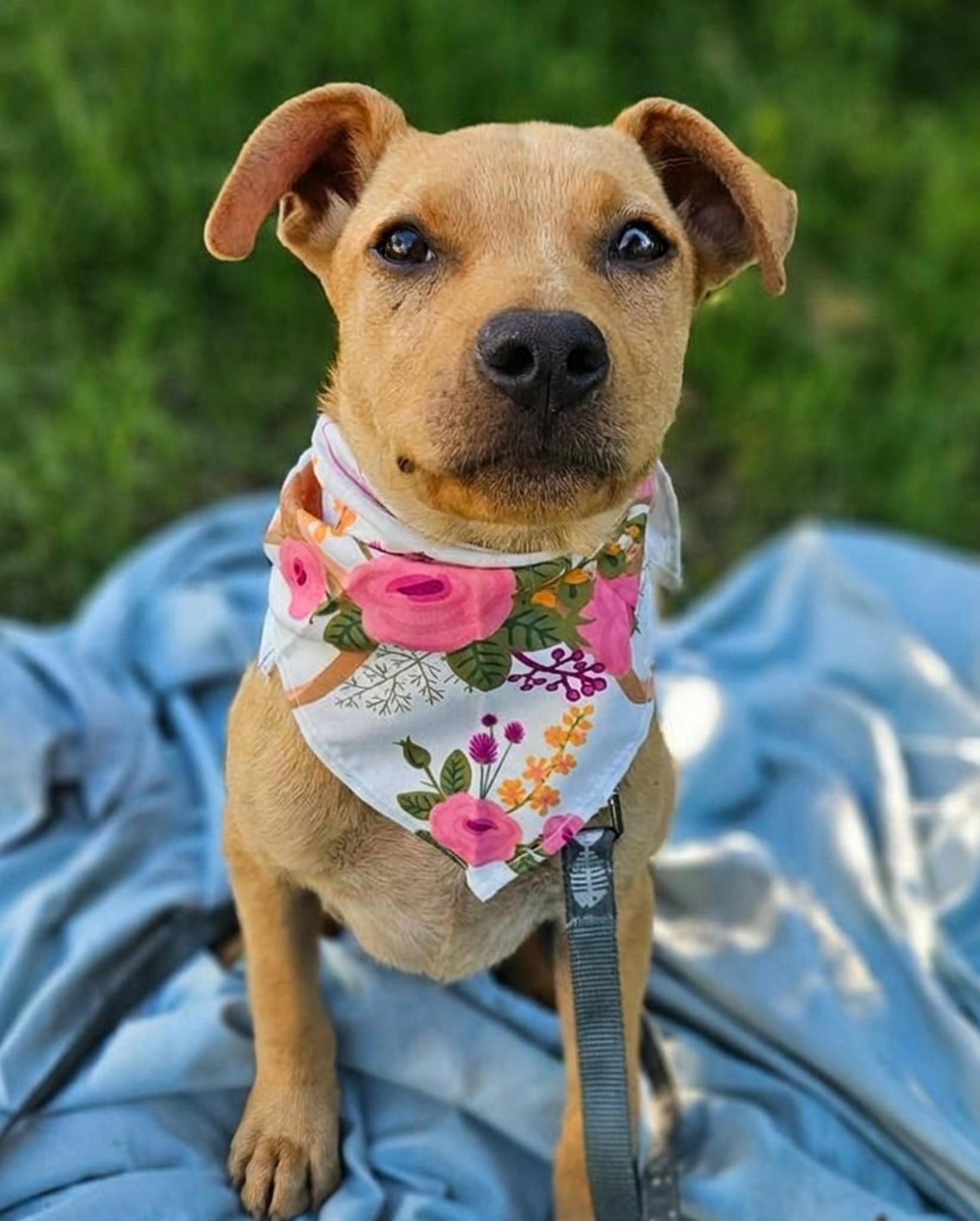 Meera, a ADOPTABLE Mixed Breed in Northwood, NH image 1/3
