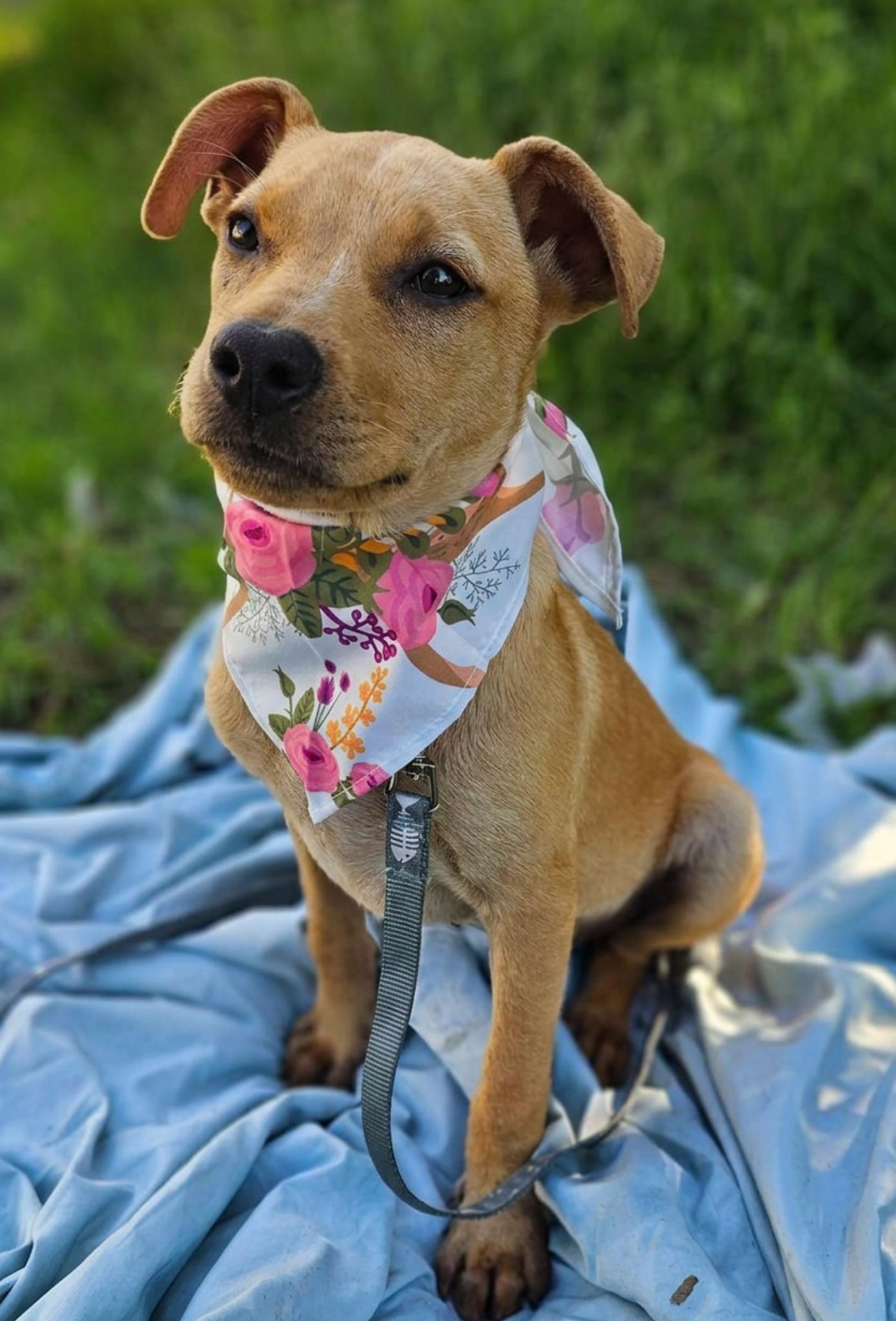 Meera, a ADOPTABLE Mixed Breed in Northwood, NH image 2/3
