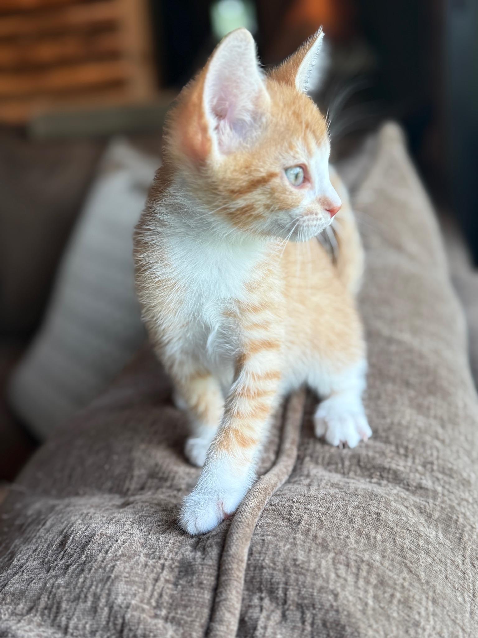 Chippy Dippy Dopey Dup, an adoptable Domestic Short Hair in Hartville, OH image 4/4