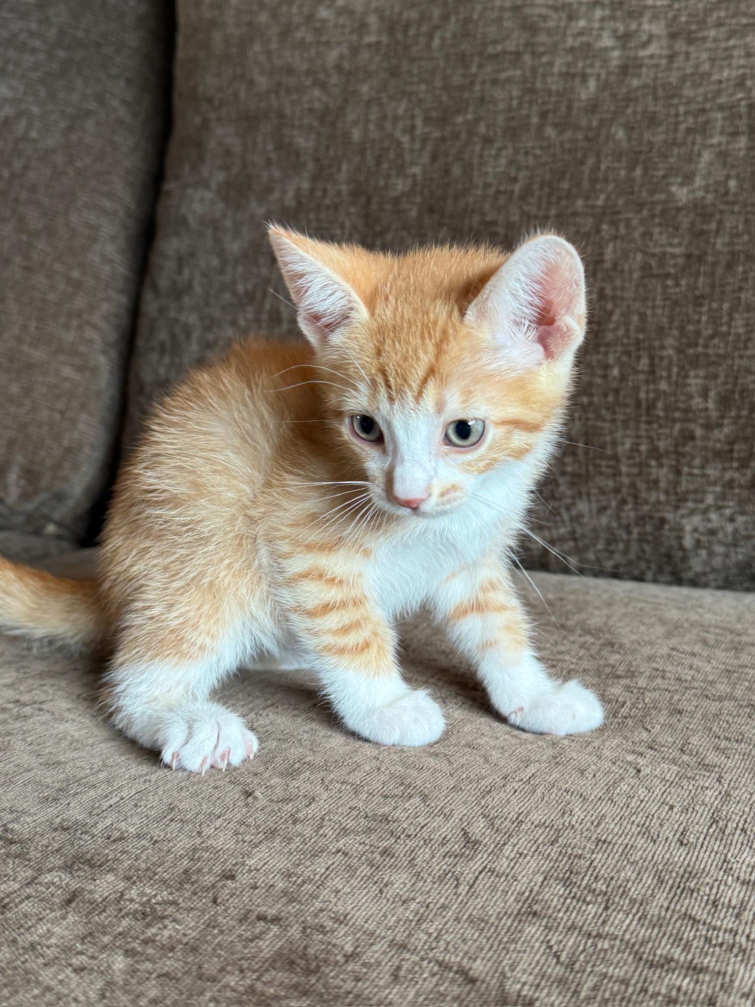 Chippy Dippy Dopey Dup, adoptable, Kitten Male Domestic Short Hair.