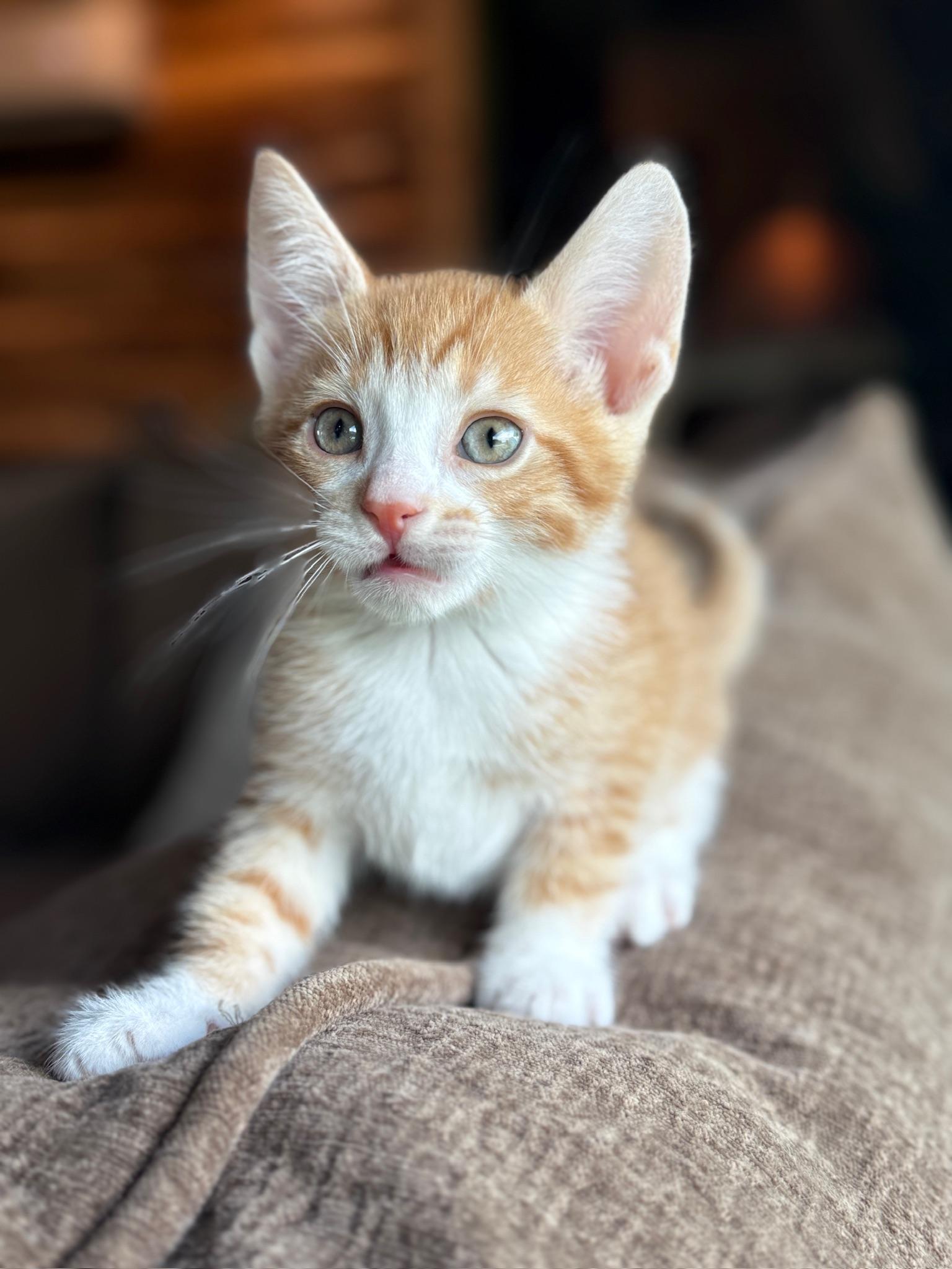 Chippy Dippy Dopey Dup, an adoptable Domestic Short Hair in Hartville, OH image 3/4