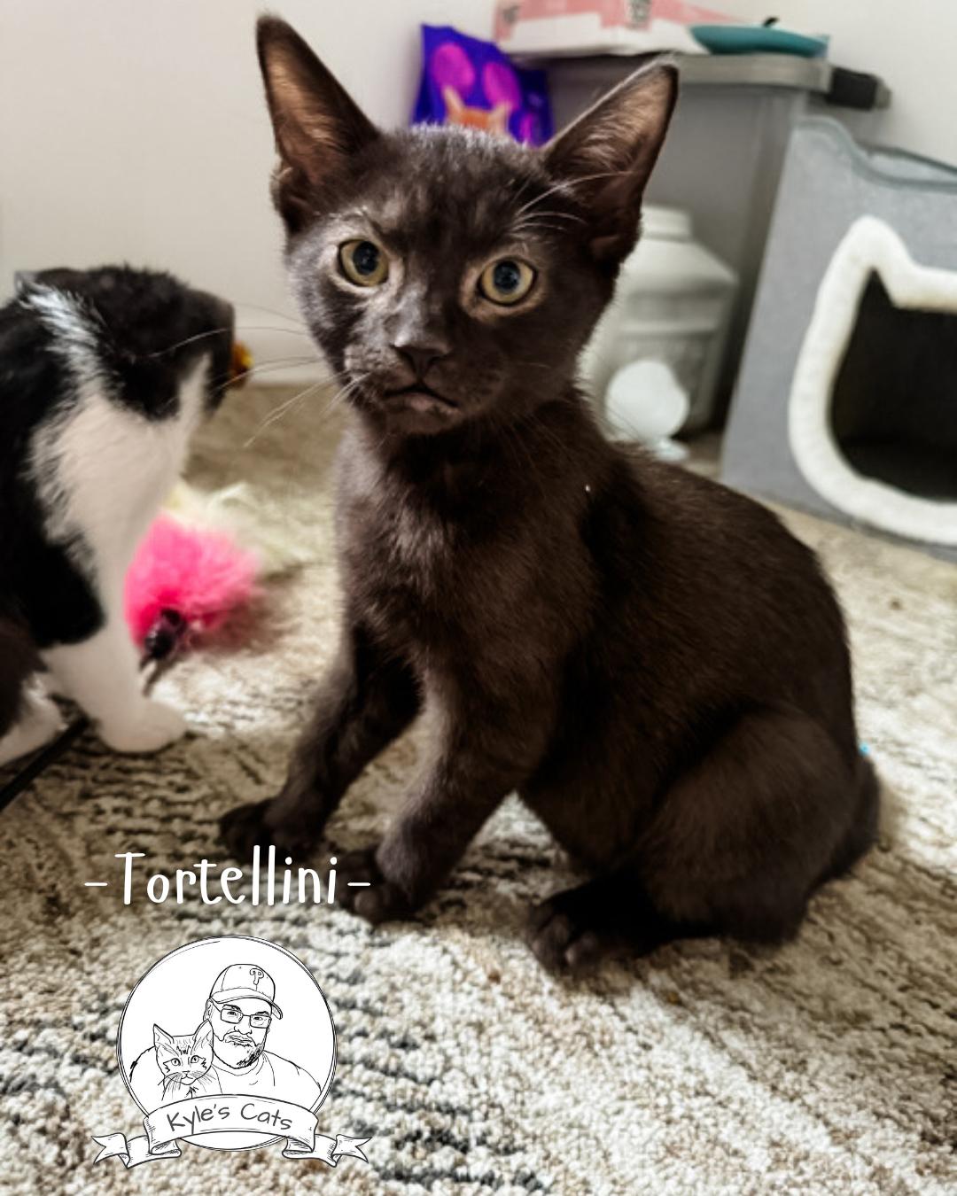 TORTELLINI, Adopted, Kitten Male Domestic Short Hair.
