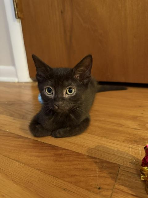 Enlarge TORTELLINI, a Adopted Domestic Short Hair in Philadelphia, PA image 3/3