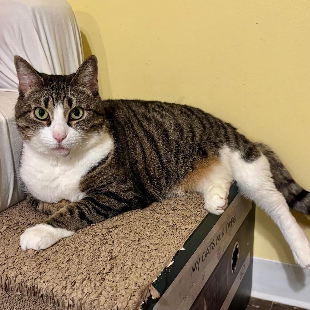 Moira — thumbnail 3