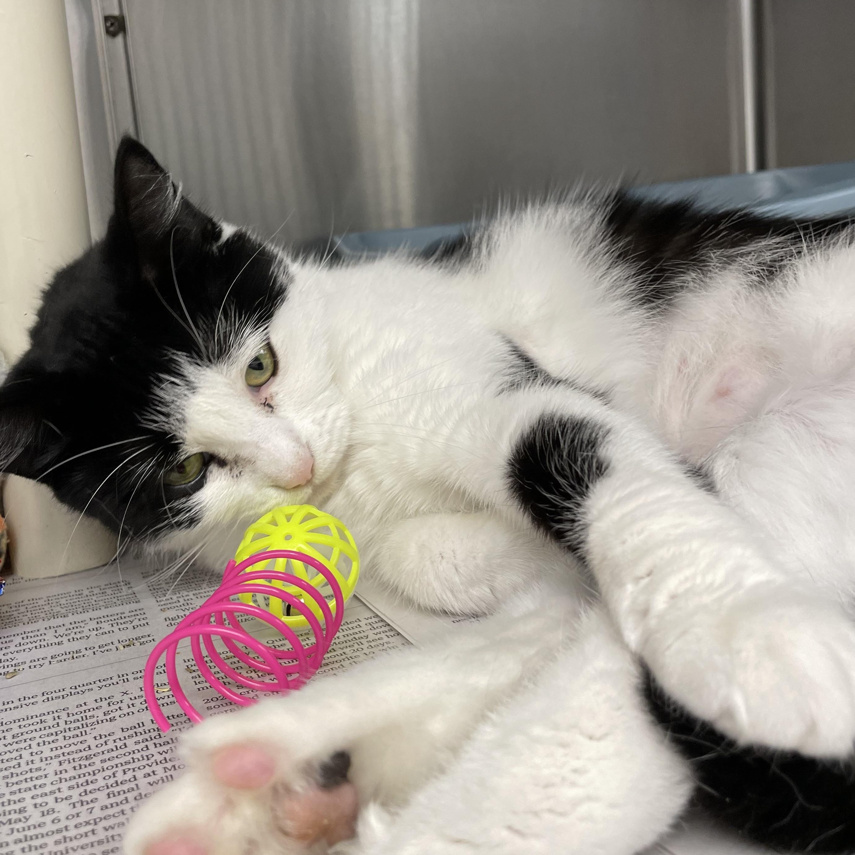 April, a Adoptable American Shorthair in North Kingstown, RI image 3/5