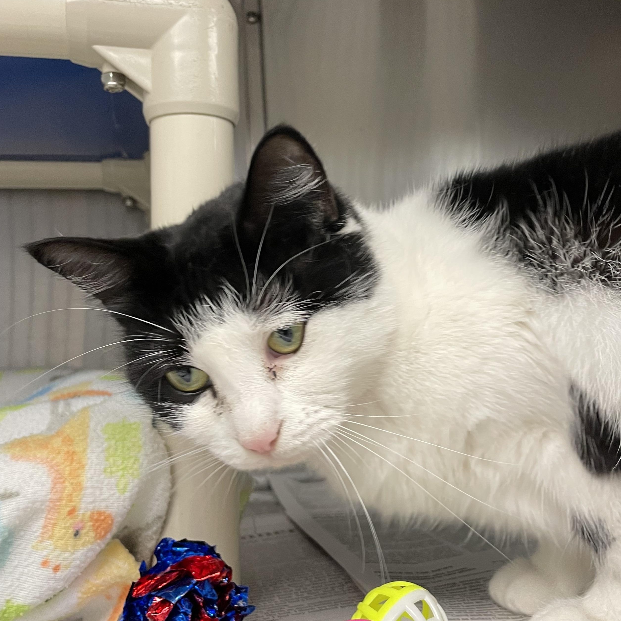 April, a Adoptable American Shorthair in North Kingstown, RI image 4/5