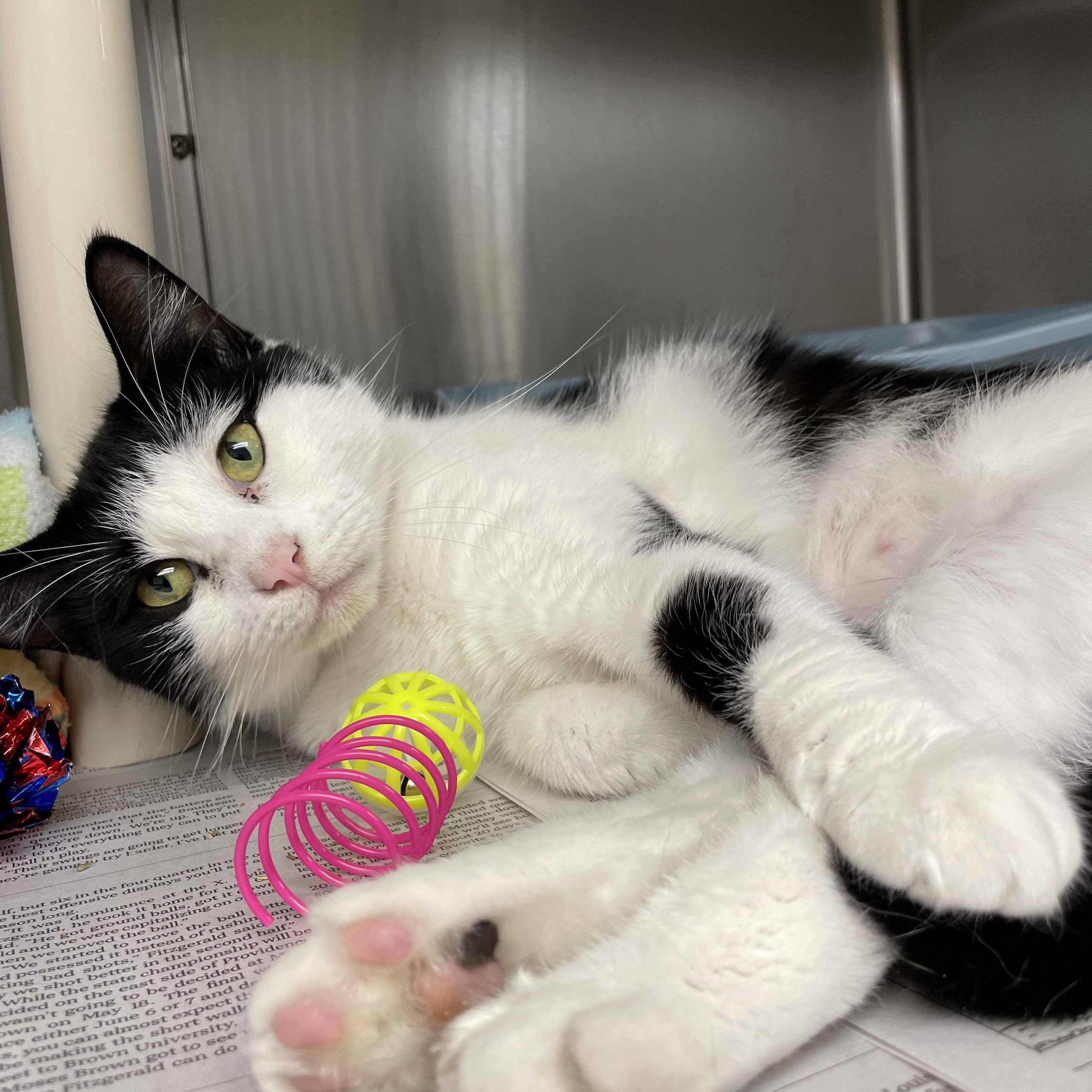 April, Adoptable, Adult Female American Shorthair.