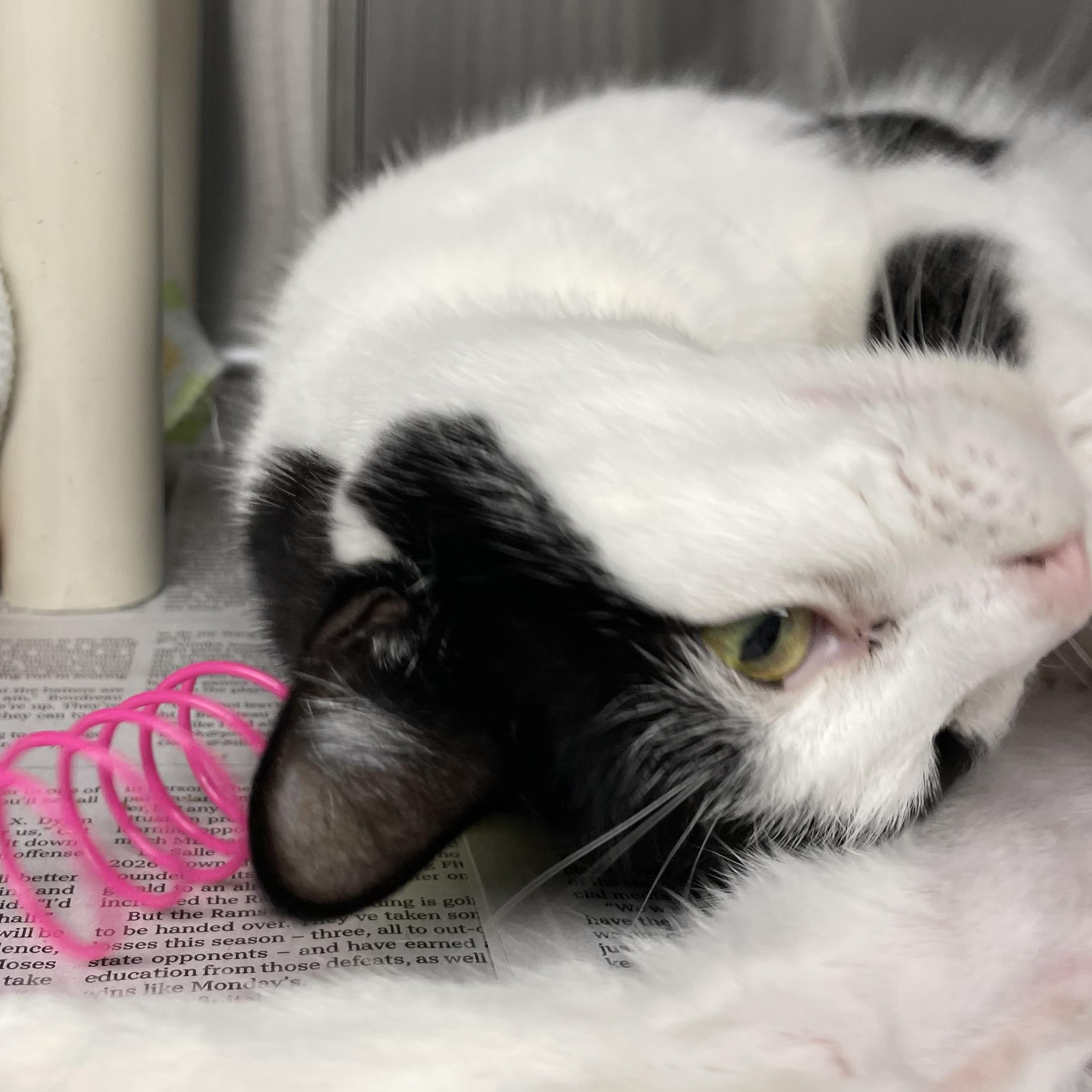 April, a Adoptable American Shorthair in North Kingstown, RI image 5/5