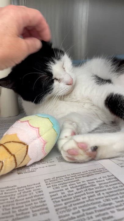 Enlarge April, a Adoptable American Shorthair in North Kingstown, RI video 2/5