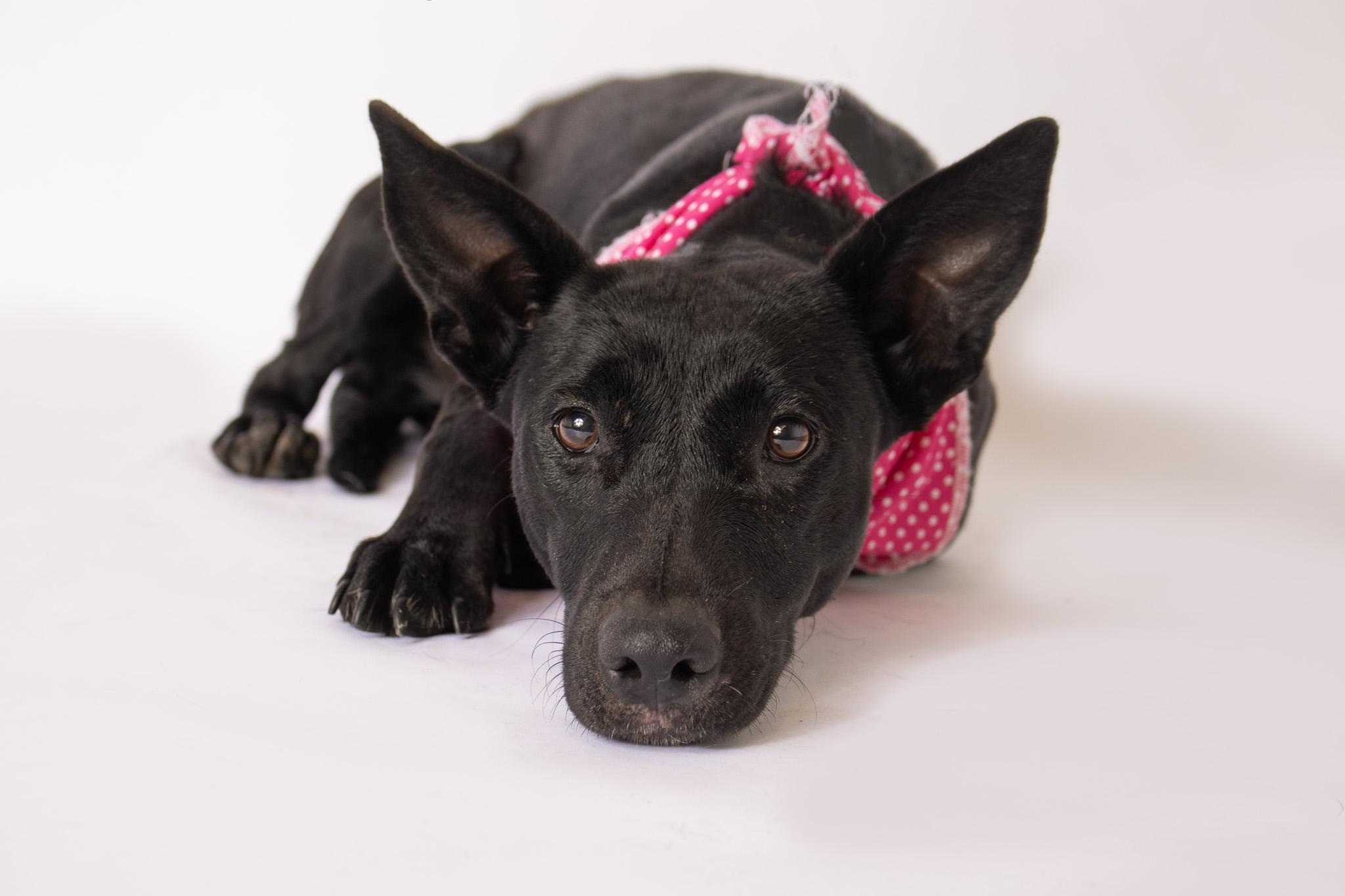Enlarge Katniss, a ADOPTABLE mixed breed in Plaquemine, LA image 2/2
